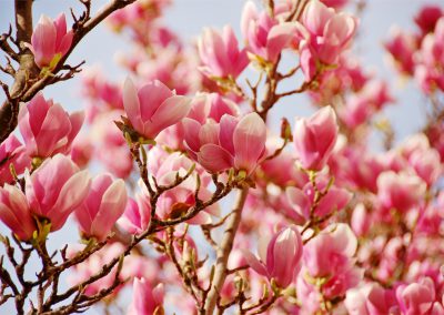 Magnolien im Garten des PUREYOGA Yogazentrums in 1150 Wien