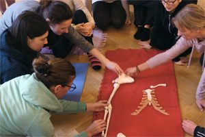 yogalehrer-ausbildung-anatomie Ausbildung