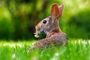 Pureyoga Ostern Gutscheine
