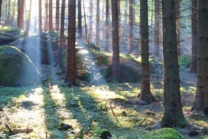 Waldviertel Yoga Urlaub Pureyoga
