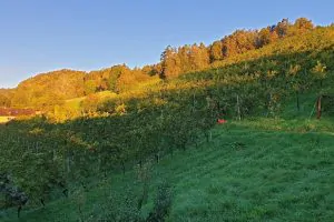 Pureyoga Urlaub Weingut Tauss
