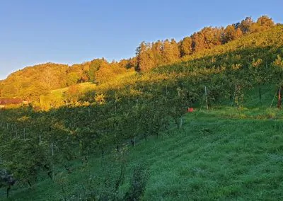 Pureyoga Urlaub Weingut Tauss