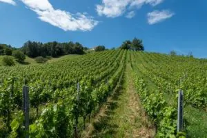 Yoga Retreat Urlaub Südsteiermark